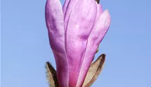 Magnolie 'Susan'