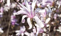 Magnolie 'Susan'