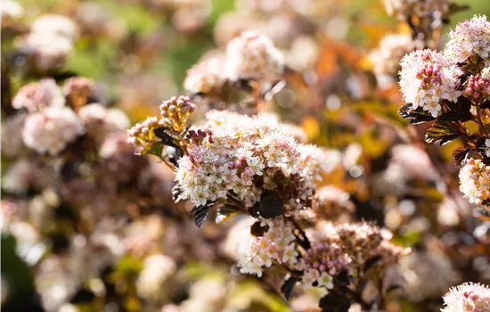 Physocarpus opulifolius 'Little Devil'  Physocarpus opulifolius 'Little Devil'