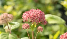 Hortensia arborescent 'Pink Annabelle'