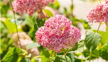 Hortensia arborescent 'Pink Annabelle'