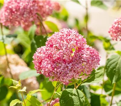 Hydrangea arborescens 'Pink Annabelle' Hydrangea arborescens 'Pink Annabelle'