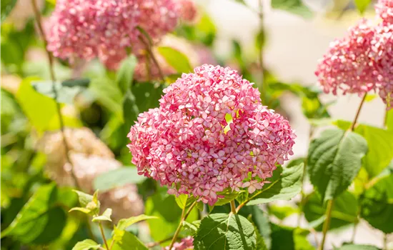 Hydrangea arborescens 'Pink Annabelle' Hydrangea arborescens 'Pink Annabelle'