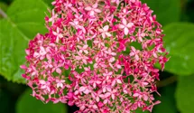 Hortensia arborescent 'Pink Annabelle'