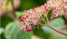 Hortensia arborescent 'Pink Annabelle'