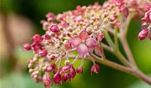 Hortensia arborescent 'Pink Annabelle'