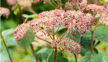 Hortensia arborescent 'Pink Annabelle'