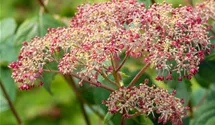 Hortensia arborescent 'Pink Annabelle'