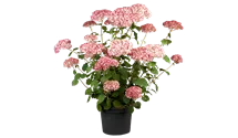 Hortensia arborescent 'Pink Annabelle'