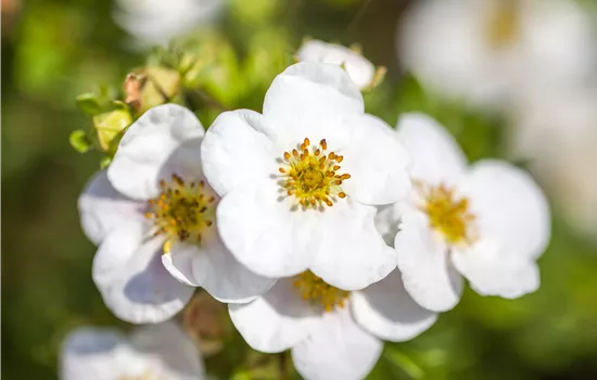 Potentilla fruticosa 'Abbotswood' 