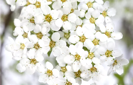 Spiraea cinerea 'Grefsheim' 