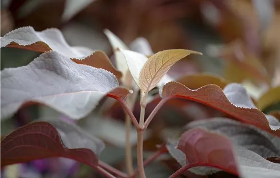 Hydrangea aspera 'Hot Chocolate'