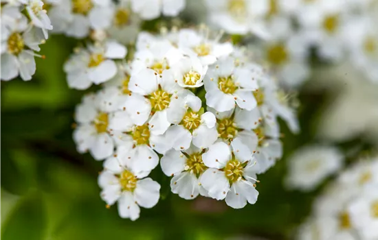 Spiraea decumbens 