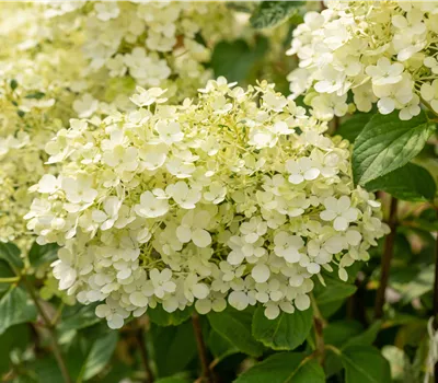 Hydrangea paniculata 'Bobo' Hydrangea paniculata 'Bobo'