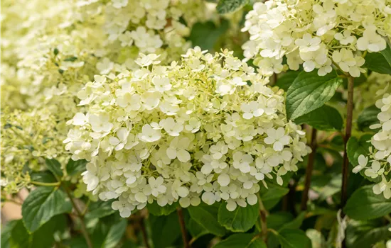 Hydrangea paniculata 'Bobo'