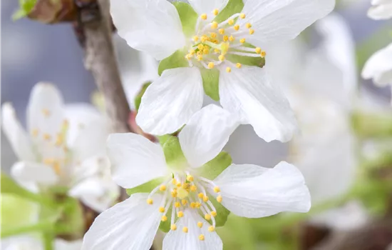 Prunus incisa 'Kojou-no-mai' 