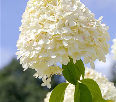 Hydrangea paniculata 'Limelight' Hydrangea paniculata 'Limelight'