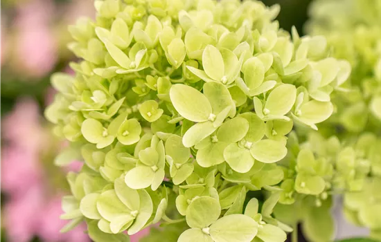 Hydrangea paniculata 'Little Lime'