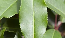 -3m/immergrün/dunkelgrün/vert foncé
