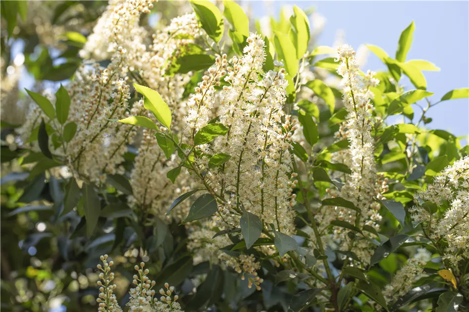 Prunus lusitanica 'Angustifolia'