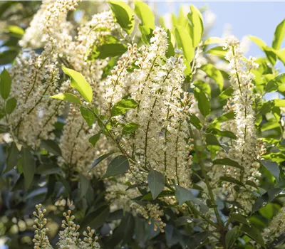 Prunus laurocerasus 'Angustifolia' Prunus laurocerasus 'Angustifolia'