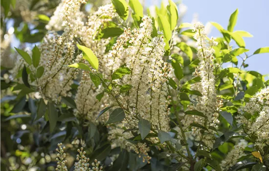 Prunus lusitanica 'Angustifolia'