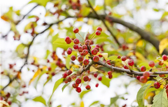 Malus toringo var. Sargentii