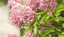 Hortensia paniculé 'Pinky Winky'
