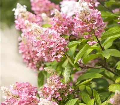Hydrangea paniculata 'Pinky Winky' Hydrangea paniculata 'Pinky Winky'