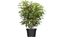Hortensia paniculé 'Pinky Winky'