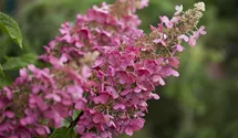 Hortensia paniculé 'Pinky Winky'