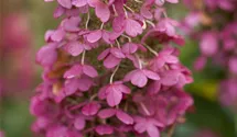 Hortensia paniculé 'Pinky Winky'
