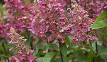 Hortensia paniculé 'Pinky Winky'