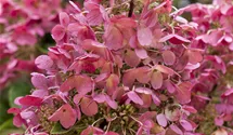 Hortensia paniculé 'Pinky Winky'