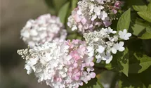 Hortensia paniculé 'Pinky Winky'