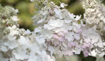 Hortensia paniculé 'Pinky Winky'
