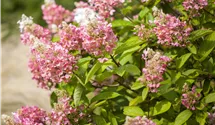 Hortensia paniculé 'Pinky Winky'