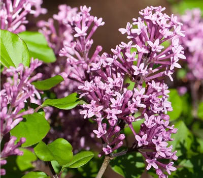 Syringa meyeri 'Palibin' Syringa meyeri 'Palibin'