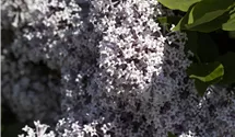 Lilas nain de Meyer 'Palibin'
