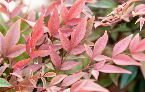 Nandina domestica 'Obsessed' 