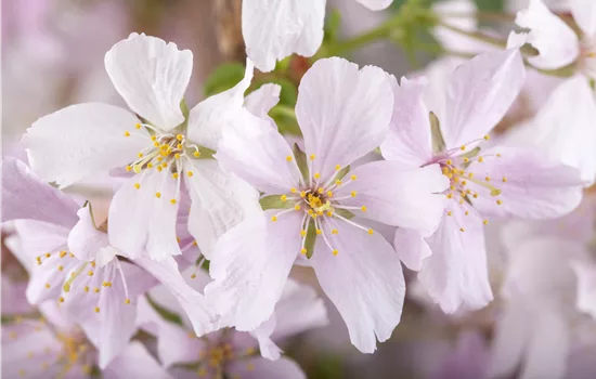 Prunus nipponica 'Brillant' 