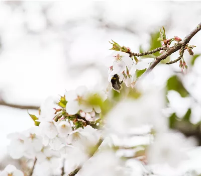 Prunus nipponica 'Brillant' Prunus nipponica 'Brillant'