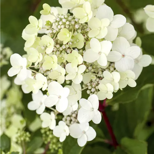 Hydrangea panicul. 'Vanille Fraise'
