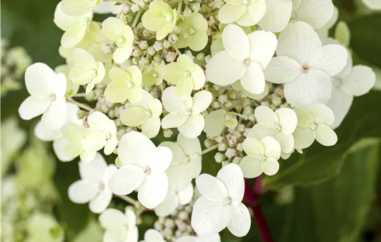 Hydrangea paniculata 'Vanille Fraise'
