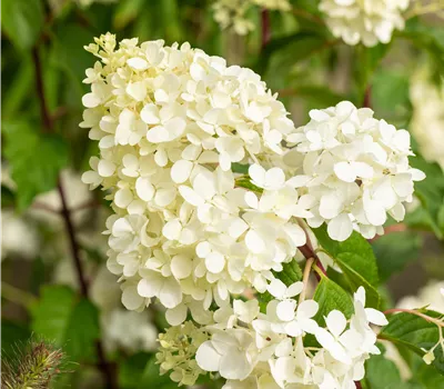 Hydrangea paniculata 'Vanille Fraise' Hydrangea paniculata 'Vanille Fraise'