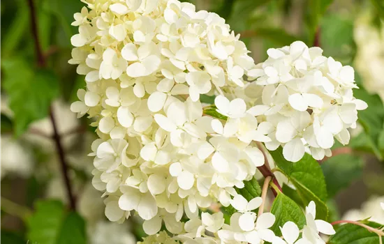 Hydrangea paniculata 'Vanille Fraise'