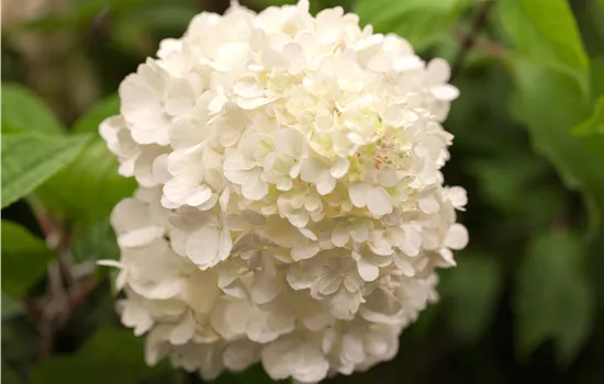 Hydrangea paniculata 'Wims Red'