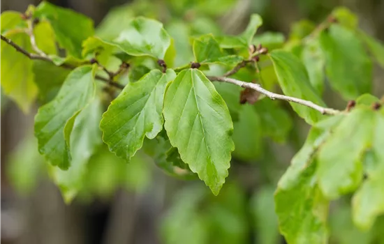 Parrotia persica 'Vanessa' 