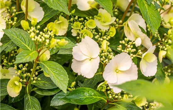 Hydrangea 'Runaway Bride'
