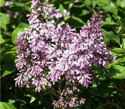 Syringa patula 'Miss Kim' Syringa patula 'Miss Kim'